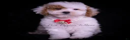 Maltipoo dogs for sale: Maco F1B - Ad 7