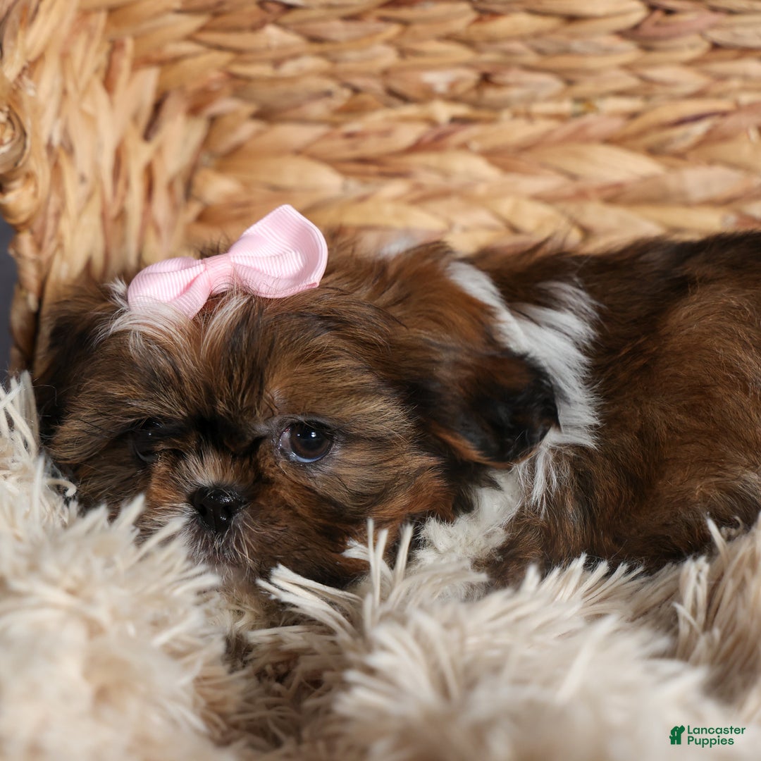 Shih Tzu dogs for sale: OAKLEY - Ad 9