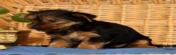 Yorkshire Terrier dogs for sale: Violet - Ad 7