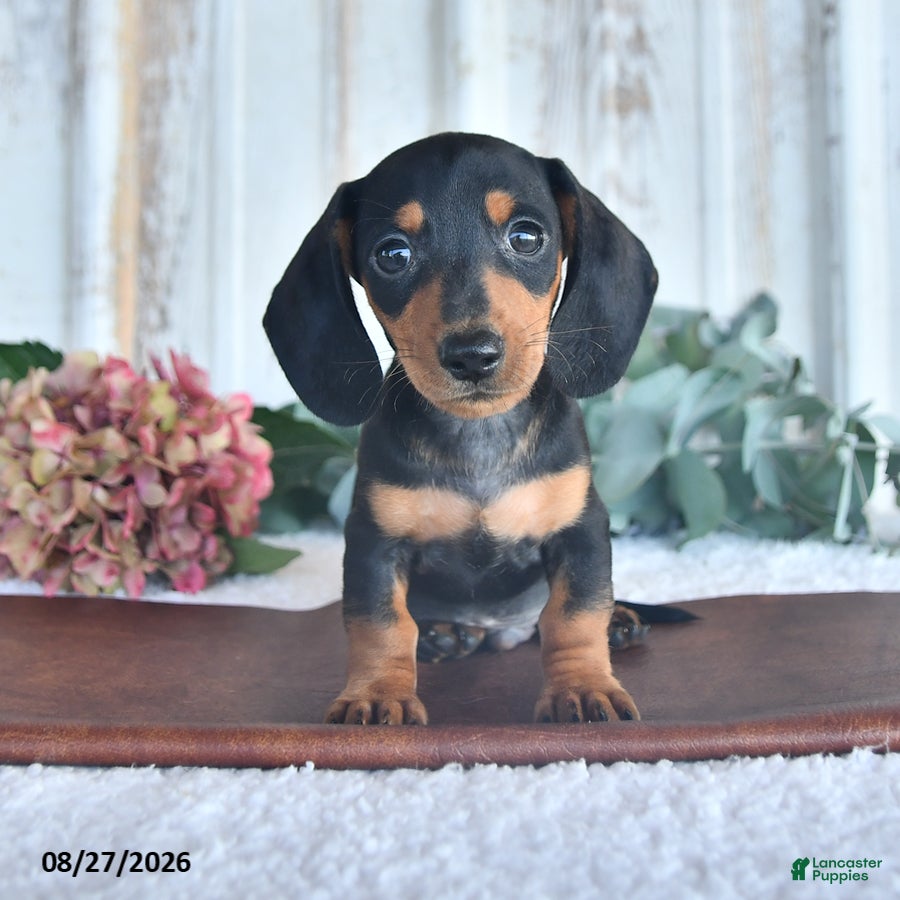 Miniature Dachshund dogs Briley - Ad 1