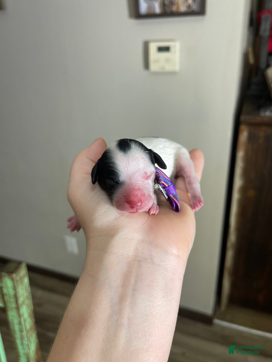 Miniature Poodle dogs for sale: Akc Clear Purple Bow - Ad 3