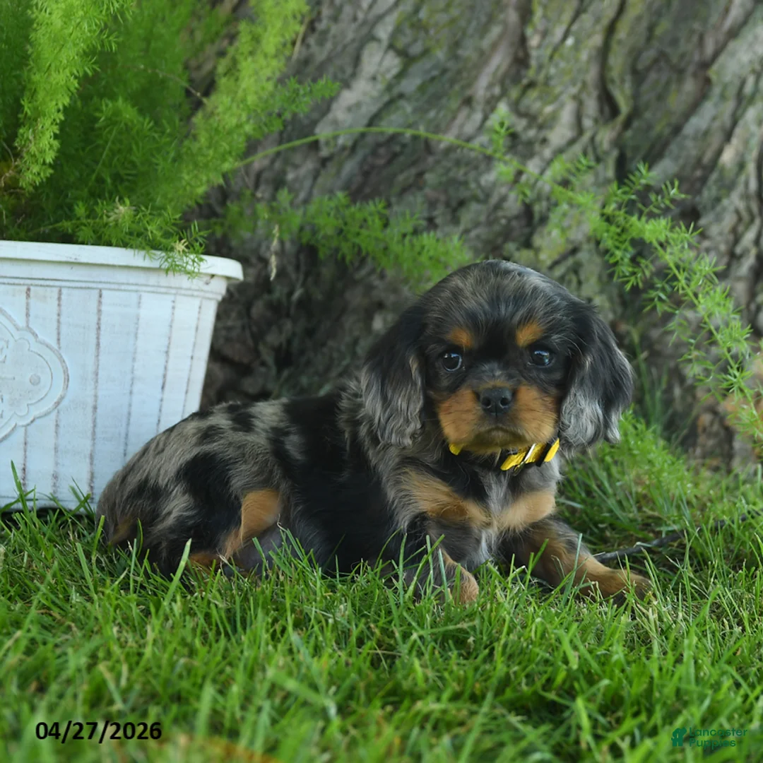 Cavalier King Charles Spaniel dogs for sale: Theodore - Ad 2