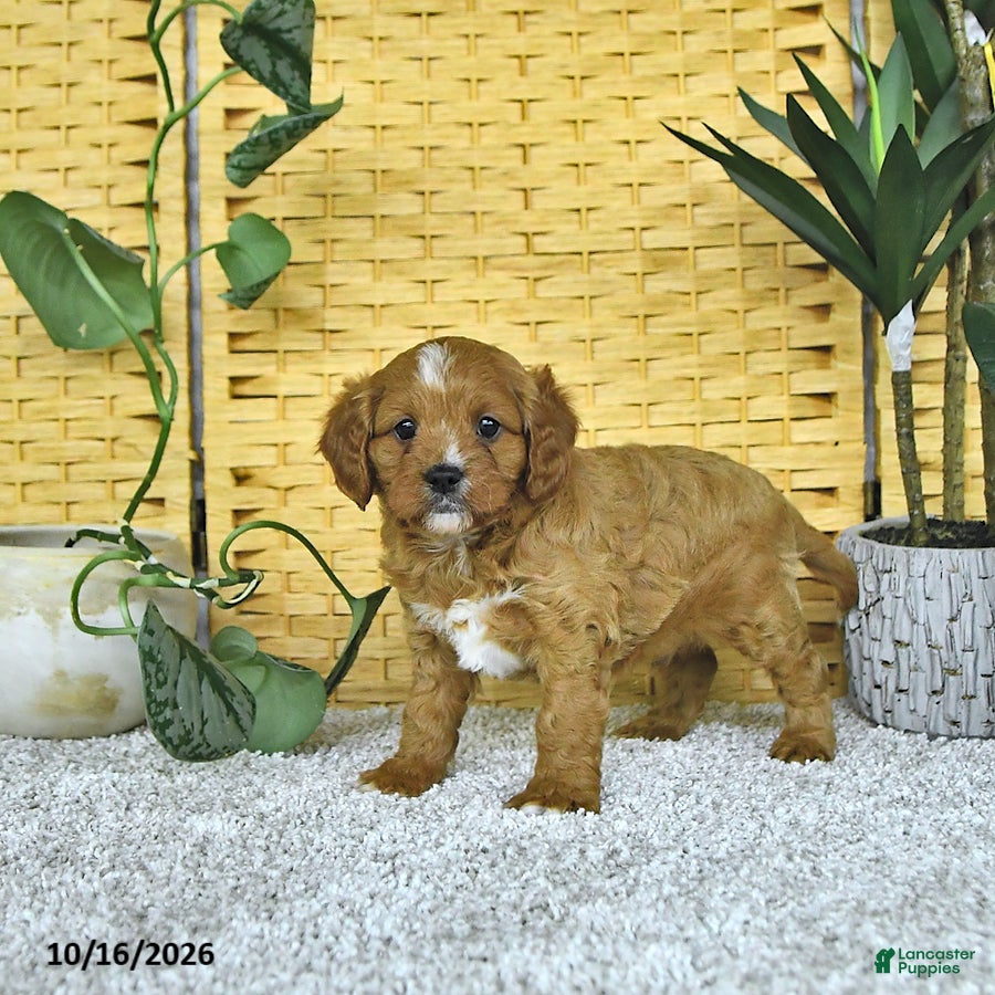 Cavapoo dogs for sale: Dax - Ad 1