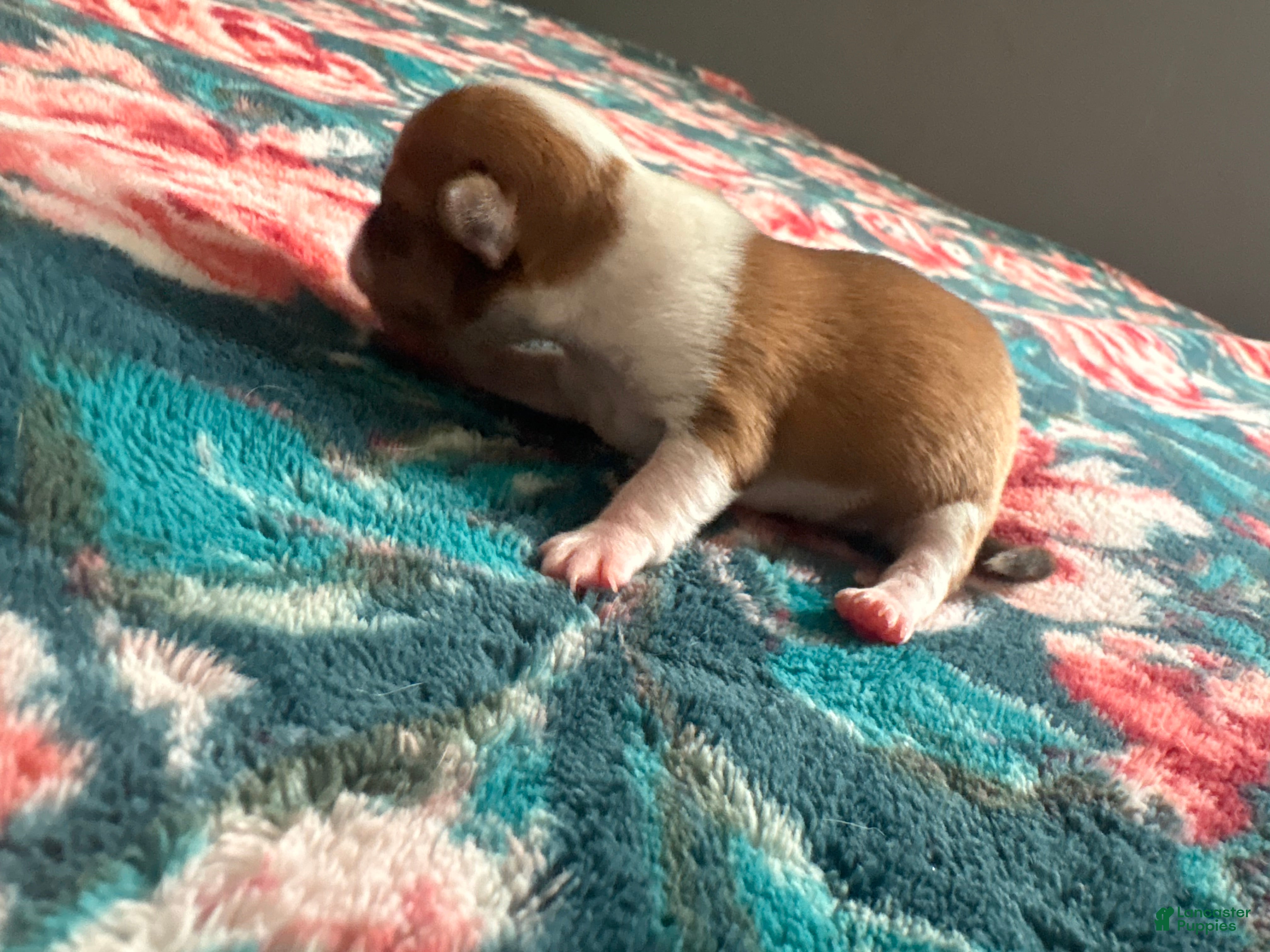 Chihuahua dogs Lola - Ad 2