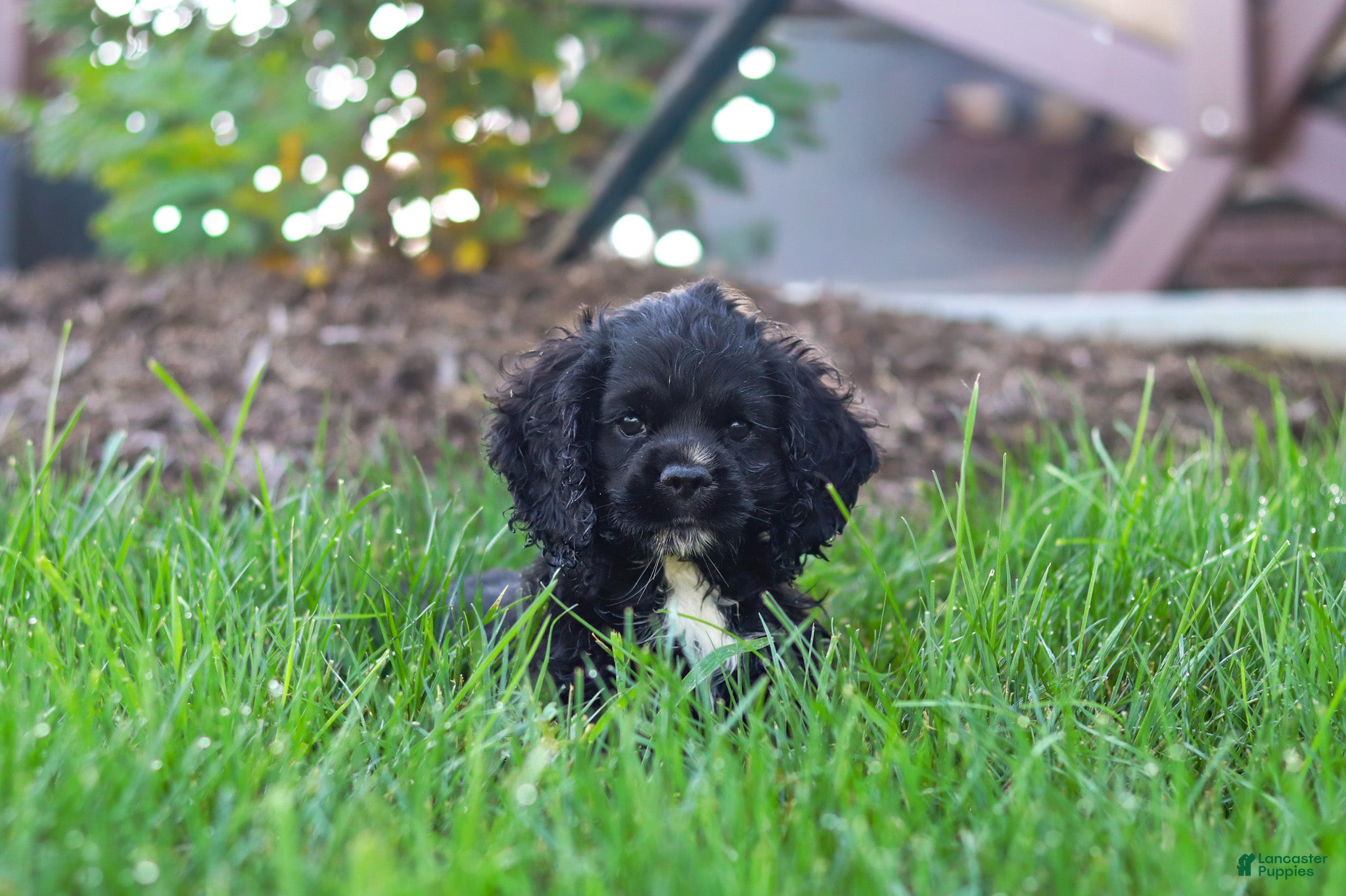 Cocker Spaniel dogs Sophie - Ad 2