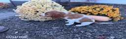 Welsh Springer Spaniel dogs for sale: Lemon - Ad 8