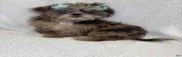 Shihpoo dogs for sale: Shihpoo 4 - Ad 3