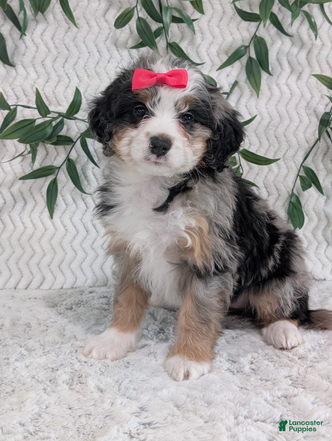 Mini Bernedoodle dogs for sale: Mini Pearl  - Ad 8