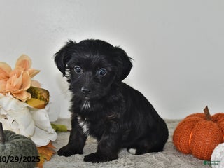 Yorkiepoo dogs - Ad 39