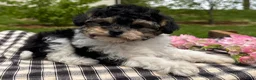 Toy Poodle dogs for sale: Hans - Ad 2