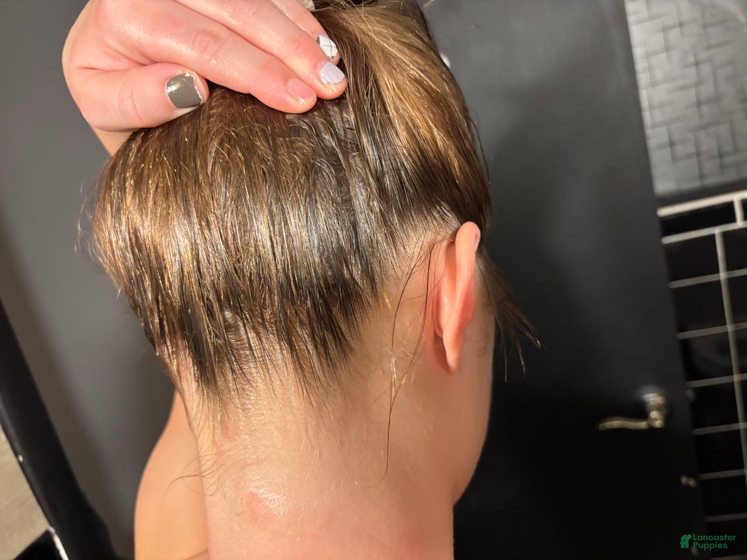 American Bully dogs for sale: Milli - Ad 25