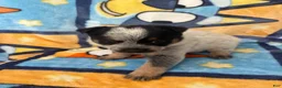 Australian Cattle Dog dogs for sale: Australian Cattle Dog Puppy 2 - Ad 9