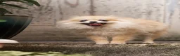 Pomeranian dogs for sale: Bella Liz - Ad 4