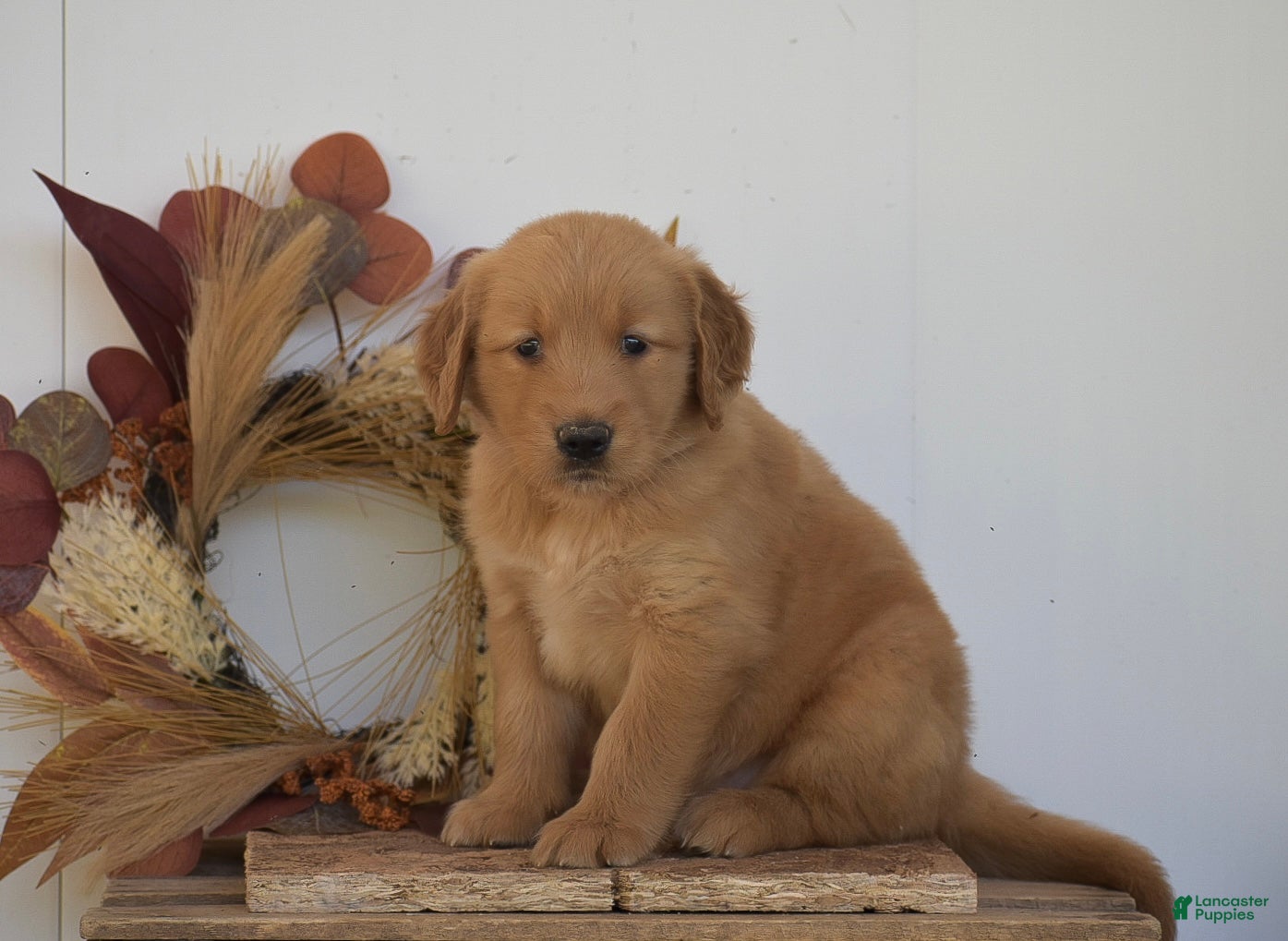 Golden Retriever dogs Kylie - Ad 2