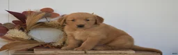 Golden Retriever dogs for sale: Kylie - Ad 2