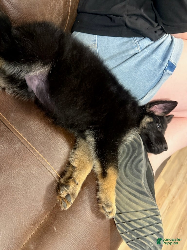German Shepherd dogs Zoro - Ad 2
