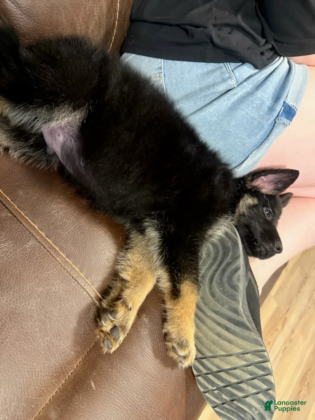 German Shepherd dogs for sale: Zoro - Ad 2