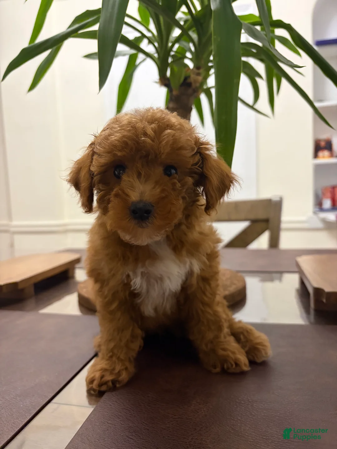 Toy Poodle dogs for sale: Zip - Ad 2