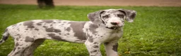 Great Dane dogs for sale: Stella - Ad 3