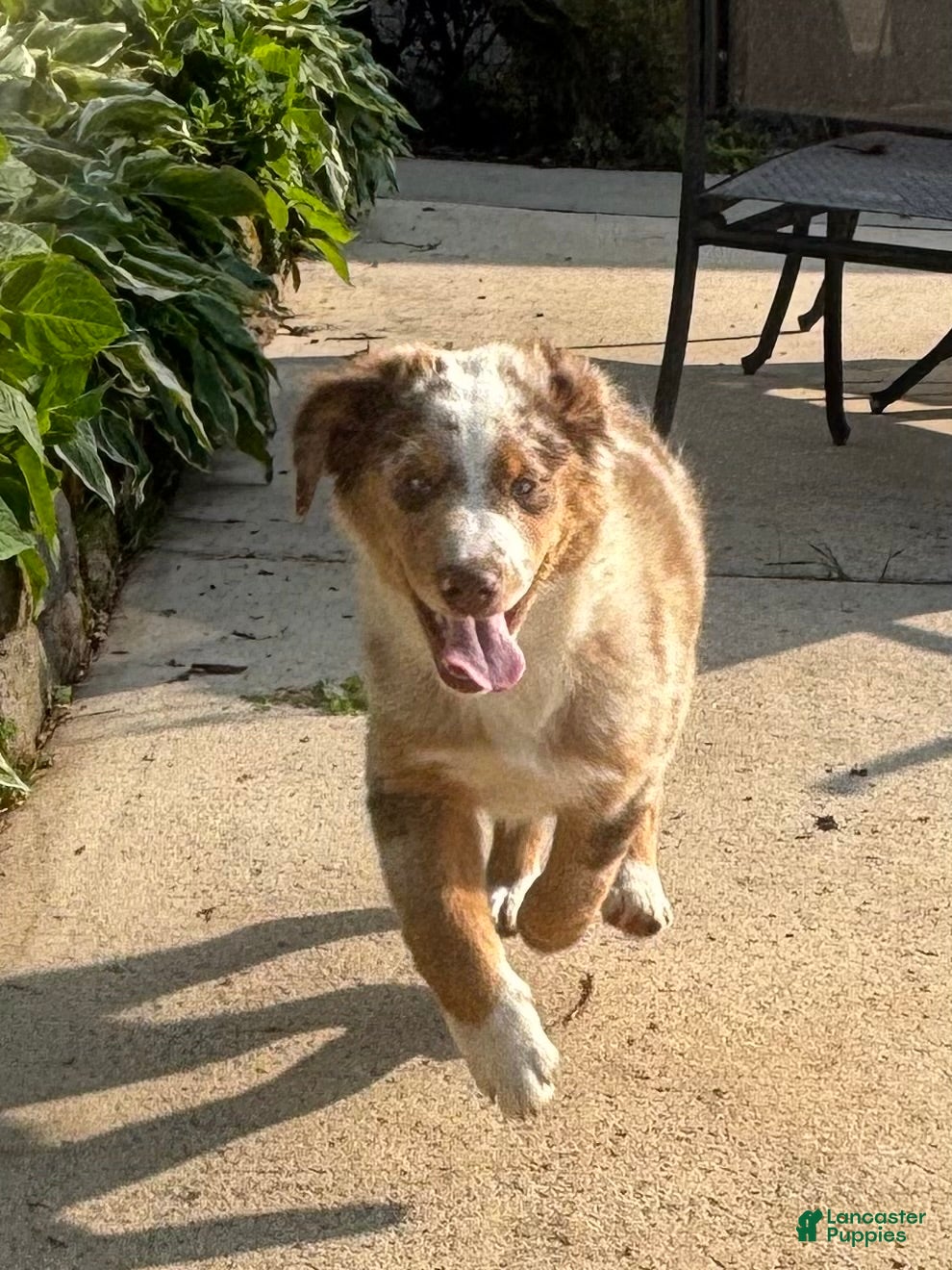 Miniature Australian Shepherd dogs Miniature Australian Shepherd Puppy Tango - Ad 2