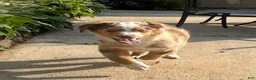 Miniature Australian Shepherd dogs for sale: Miniature Australian Shepherd Puppy Tango - Ad 2