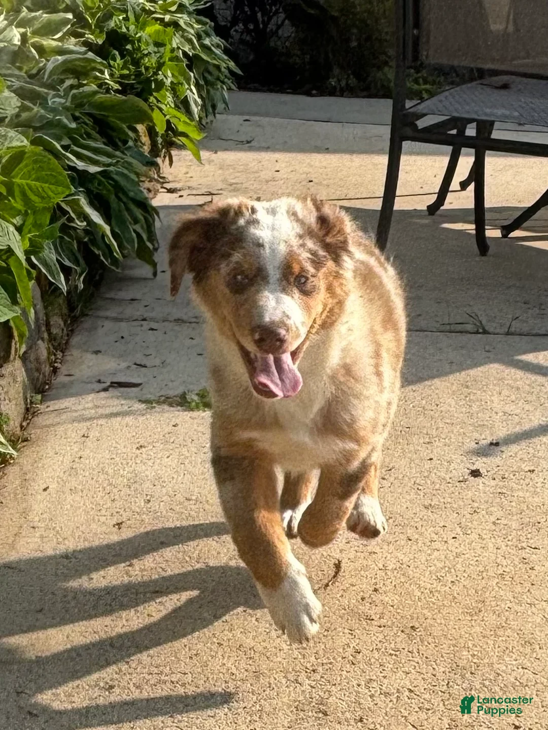 Miniature Australian Shepherd dogs for sale: Miniature Australian Shepherd Puppy Tango - Ad 2