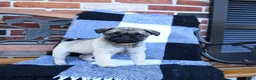 Pug dogs for sale: Tonya - Ad 3