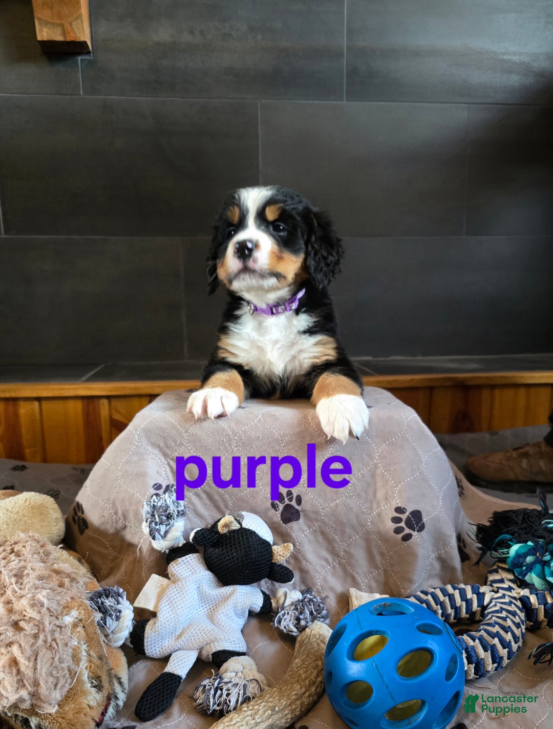 Bernese Mountain Dog dogs for sale: Purple - Ad 5