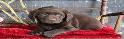 Labrador Retriever dogs for sale: Kemp - Ad 2