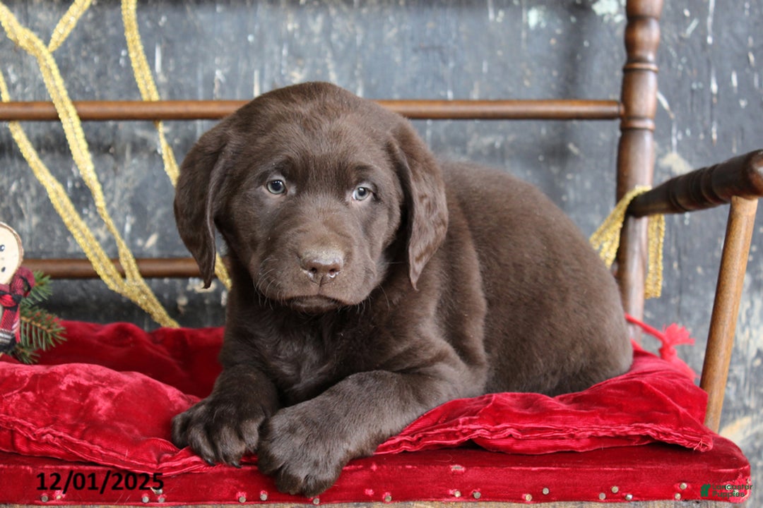 Labrador Retriever dogs for sale: Kemp - Ad 2