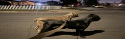 Cane Corso dogs for sale: Cane Corso 2 - Ad 9