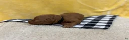 Mini Goldendoodle dogs for sale: Milo - Ad 4