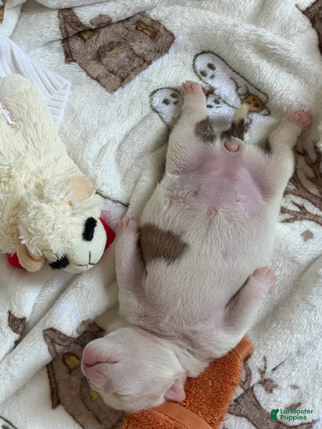 Mixed Breed dogs for sale: Spots - Ad 2