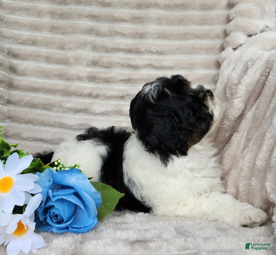 Shihpoo dogs for sale: Carter - Ad 9