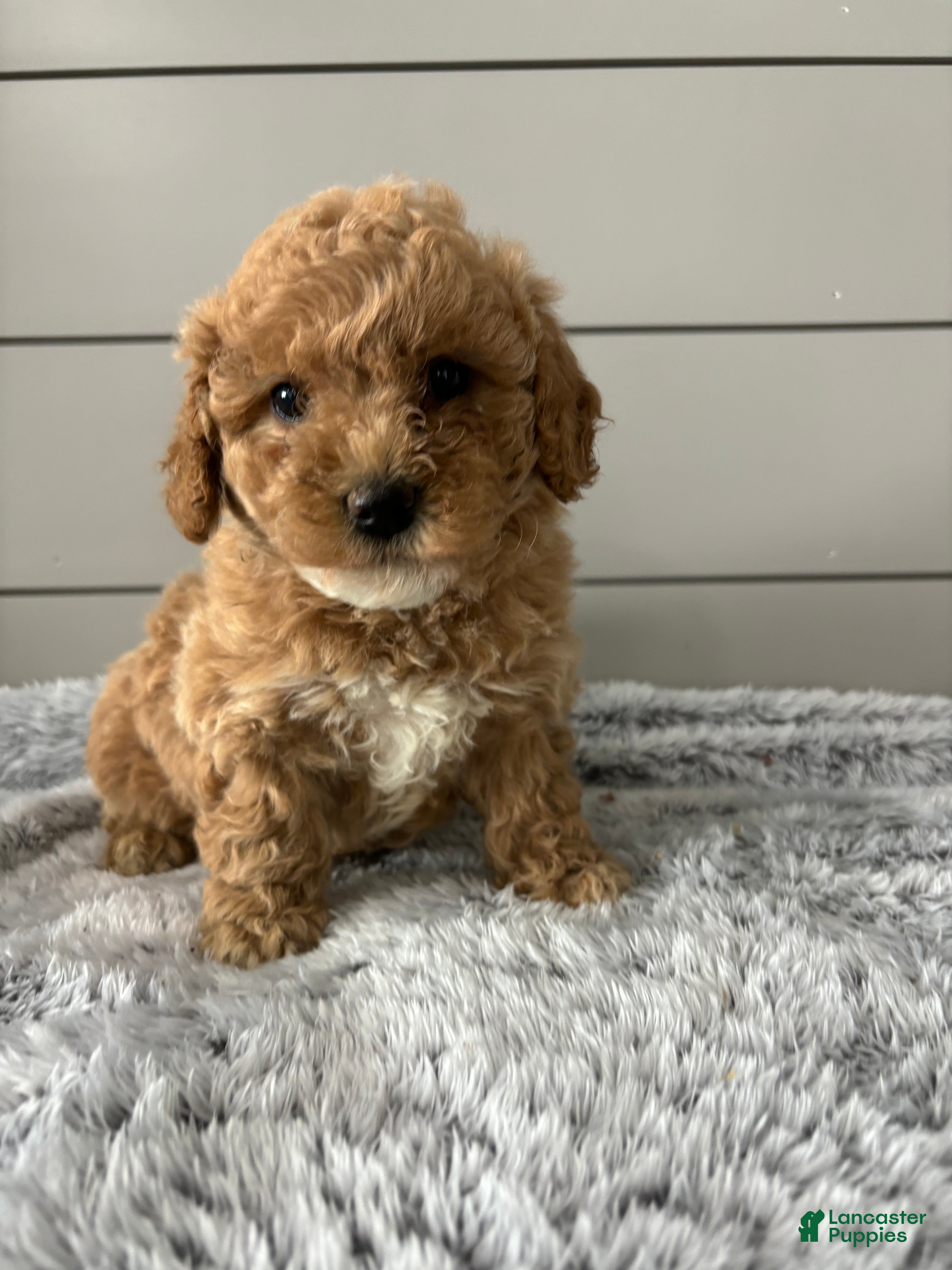 Mini Goldendoodle dogs Willow - Ad 1