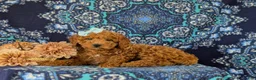 Miniature Labradoodle dogs for sale: Charlene Hypoallergenic - Ad 5