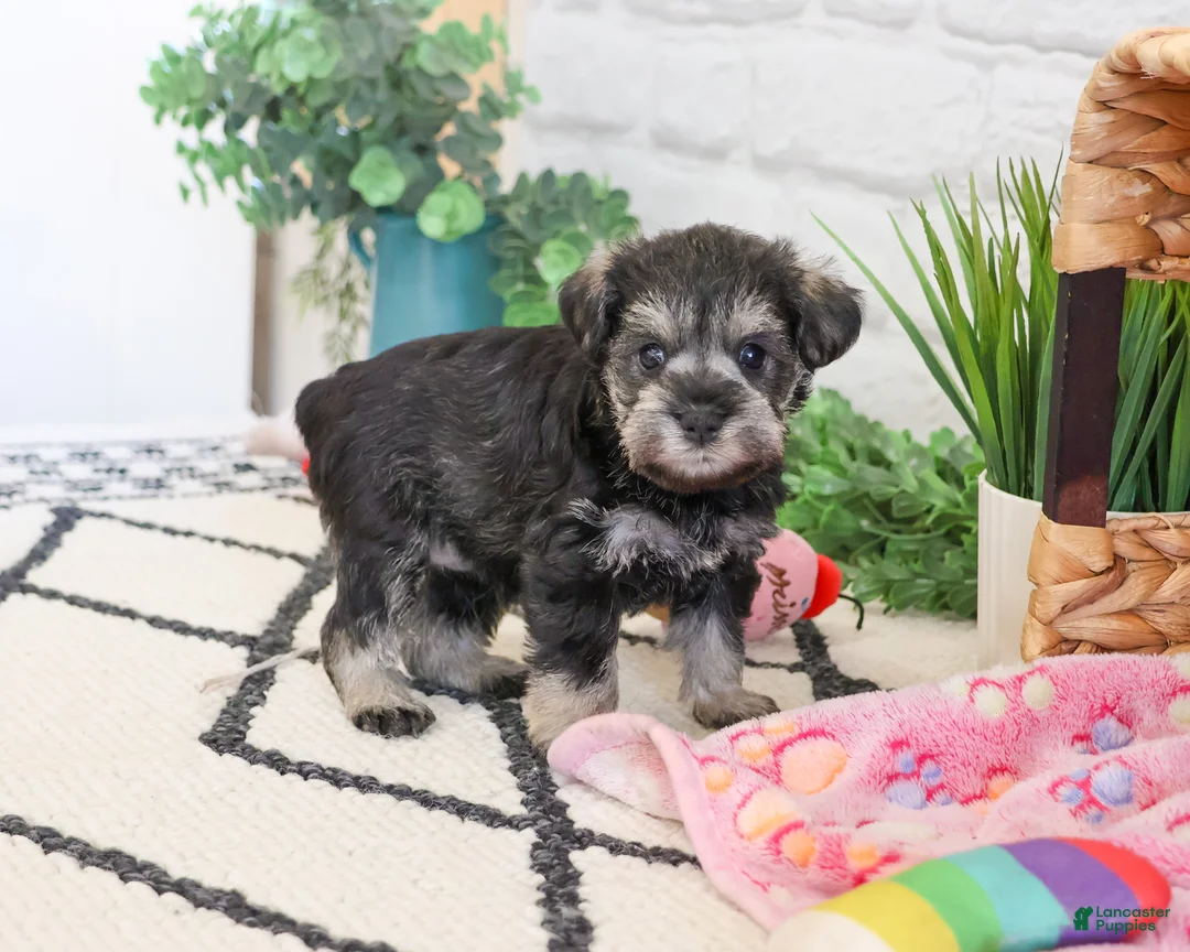 Miniature Schnauzer dogs for sale: Elle  - Ad 2