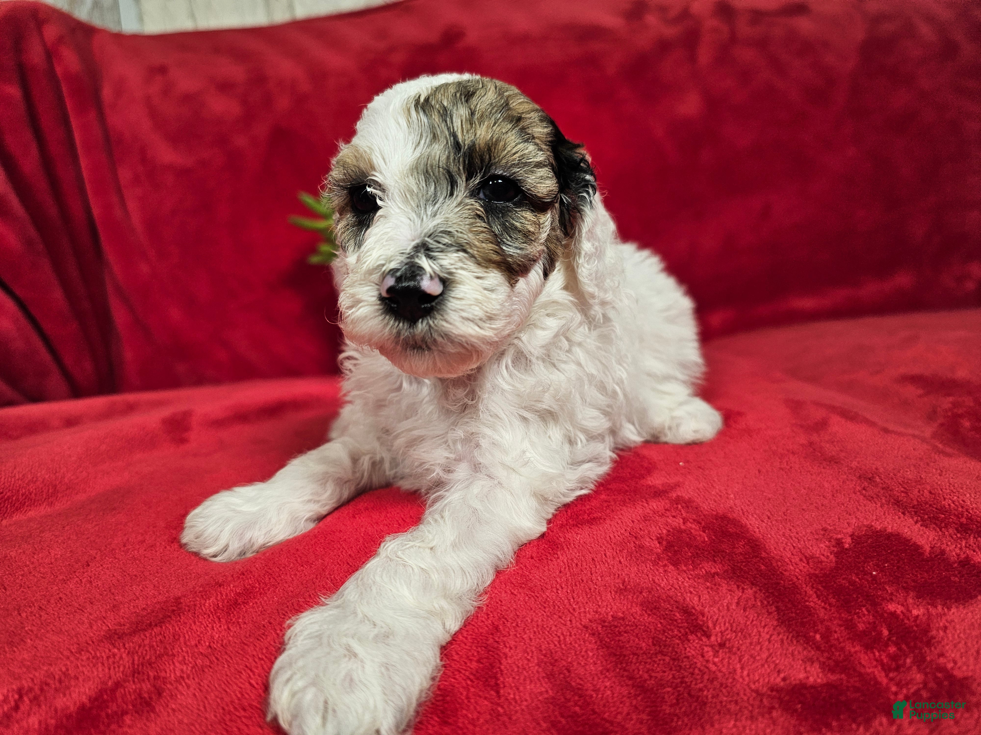 Mini Goldendoodle dogs Sage - Ad 2