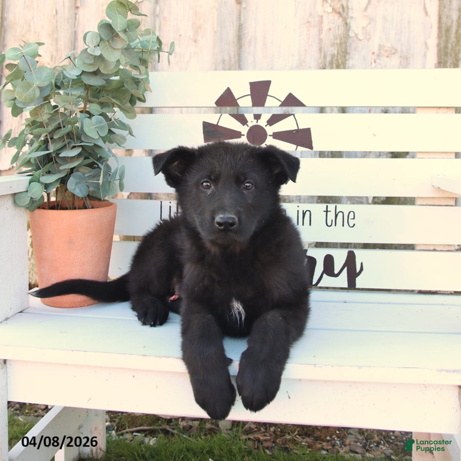 German Shepherd dogs Captain - Ad 2