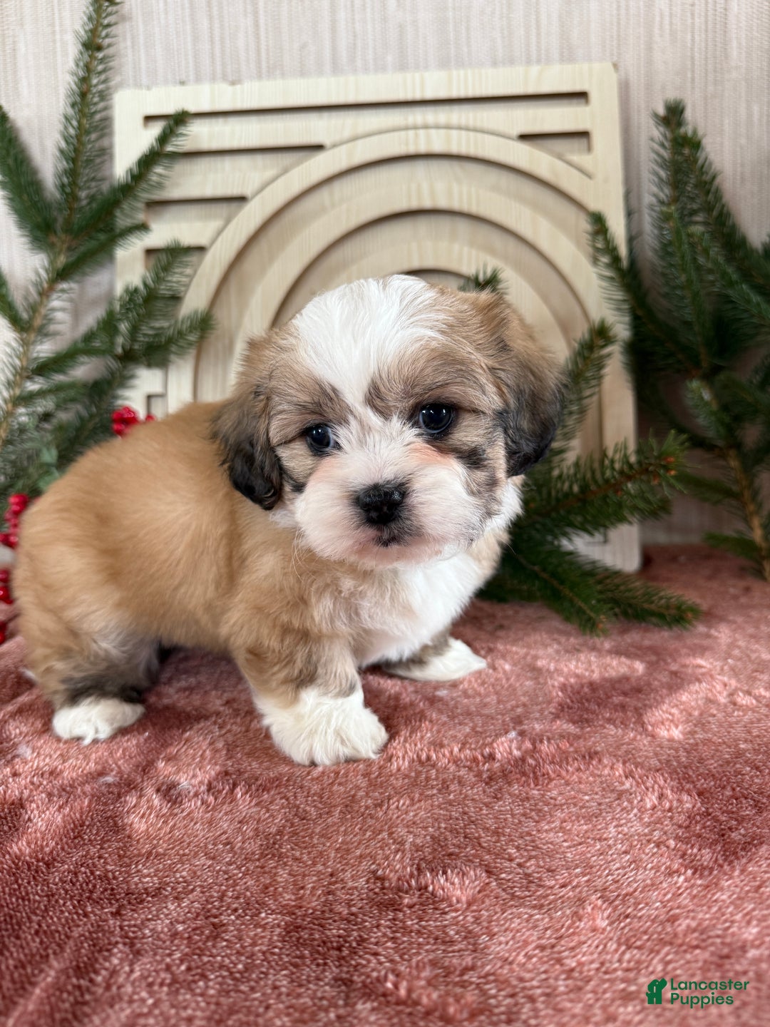 Teddy Bear dogs for sale: Sara - Ad 11