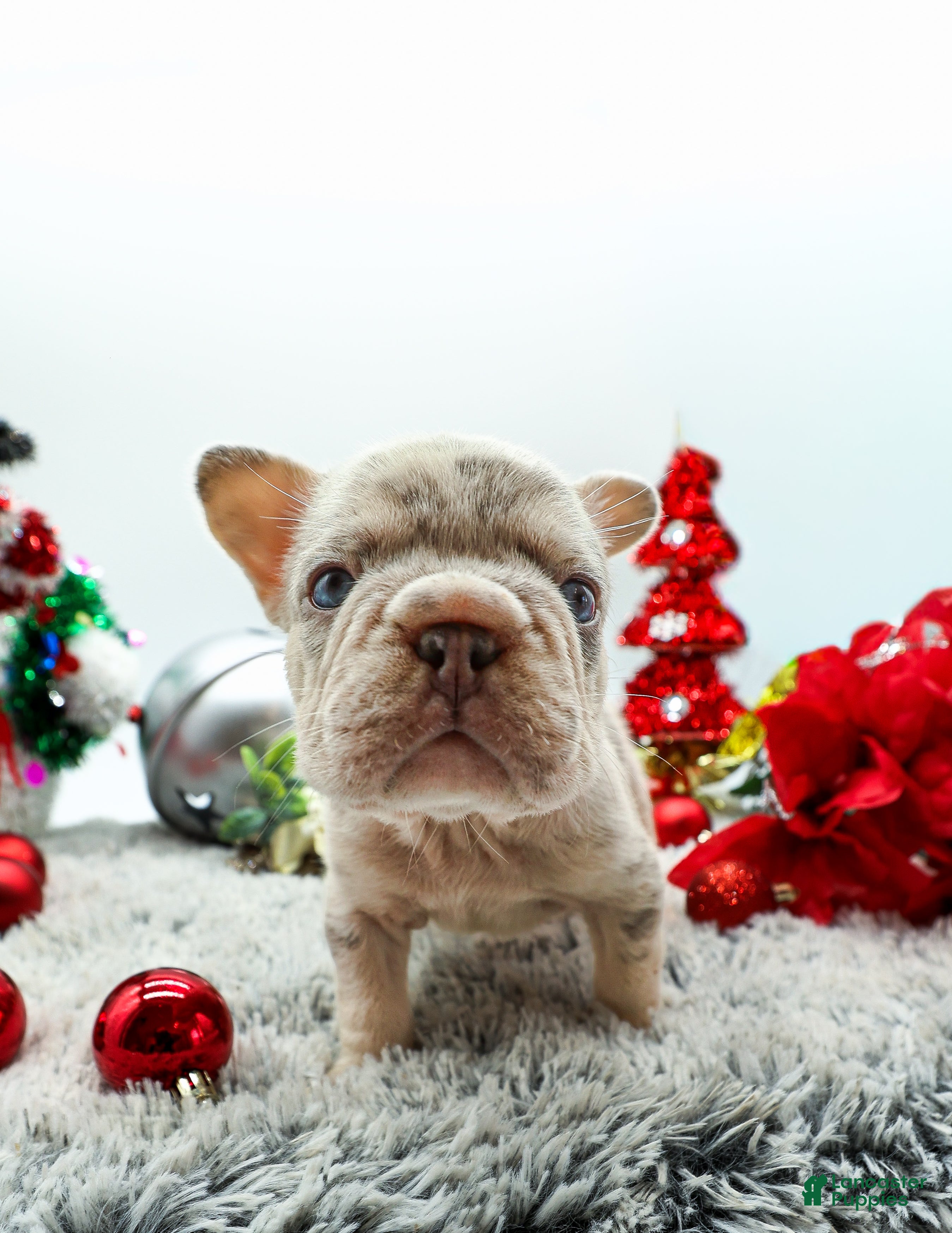 French Bulldog dogs Canon - Ad 22