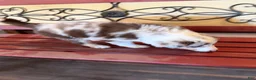 Border Collie dogs for sale: Specks - Ad 43