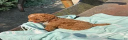Toy Poodle dogs for sale: Peanut - Ad 12