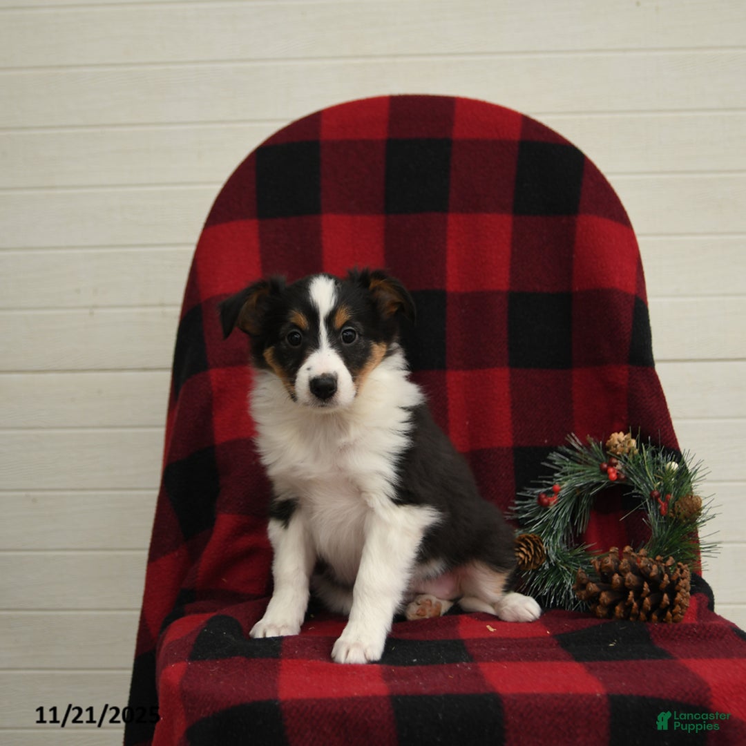 Mixed Breed dogs for sale: Paloma - Ad 1