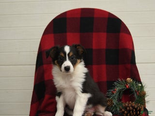 Mixed Breed dogs Paloma - Ad 14