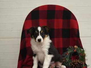 Mixed Breed dogs Paloma - Ad 33