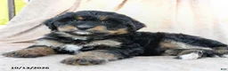 Mini Bernedoodle dogs for sale: Paisley - Ad 5