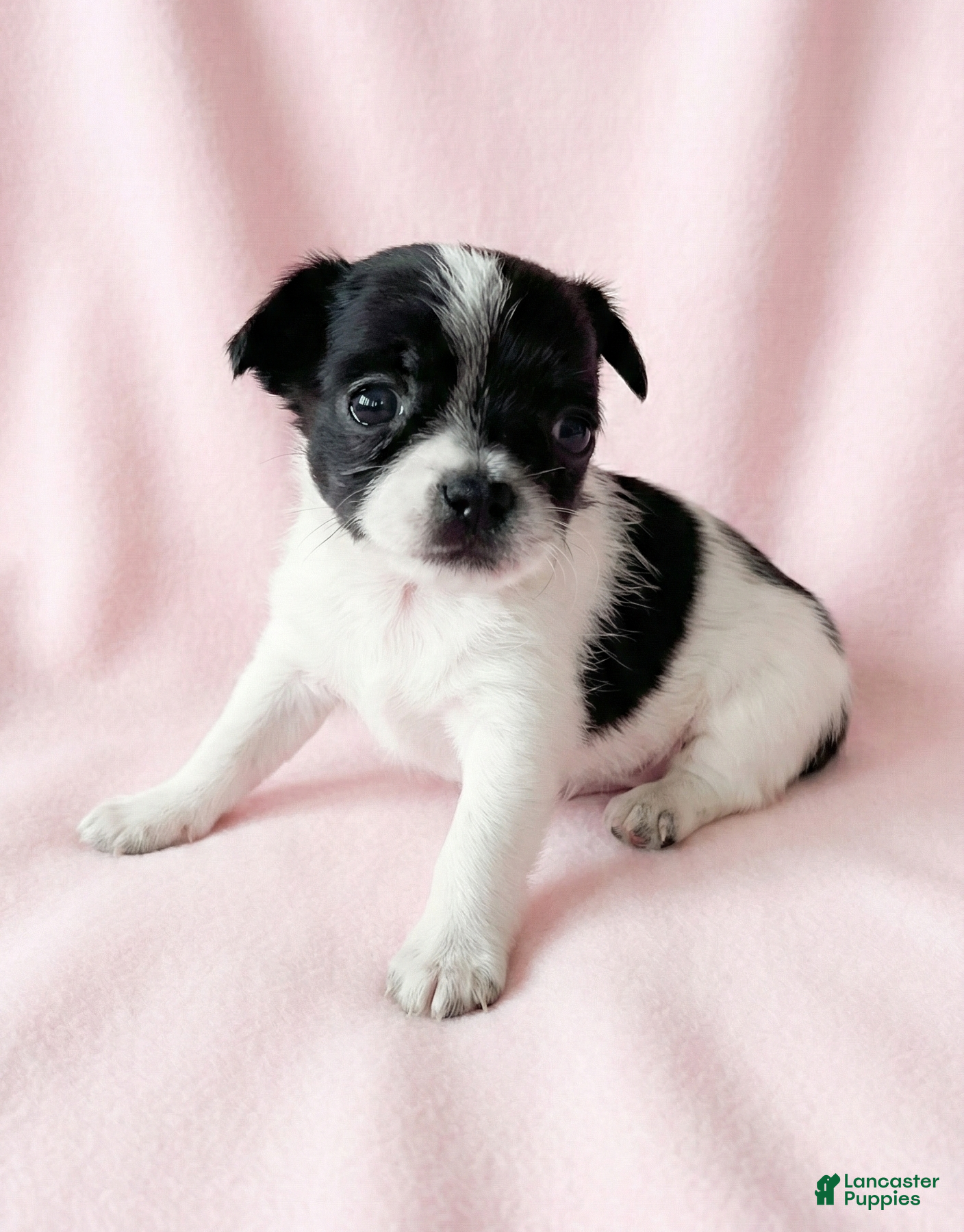 Mixed Breed dogs Lucy - Ad 2