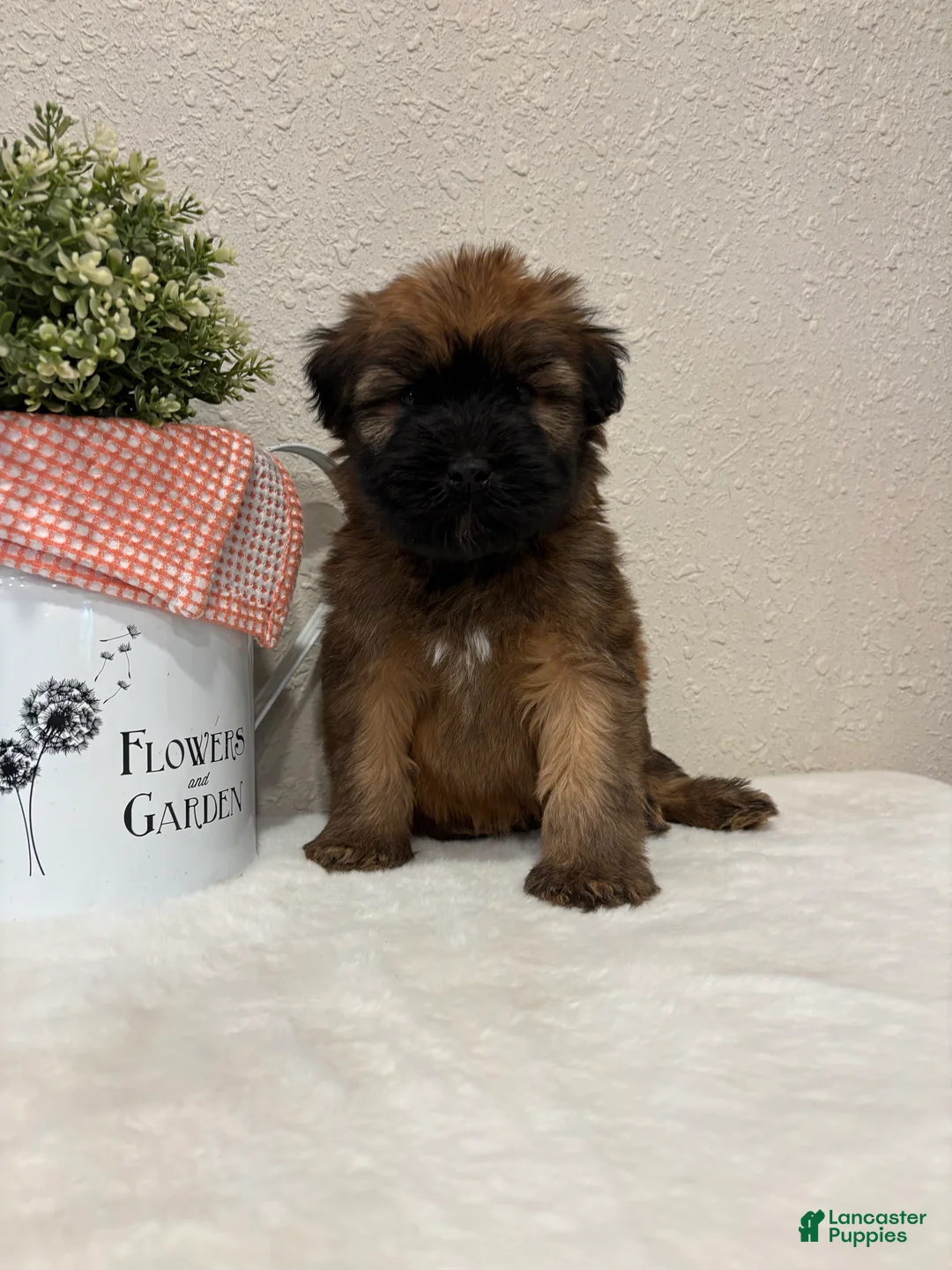 Soft Coated Wheaten Terrier dogs for sale: Zane - Ad 2