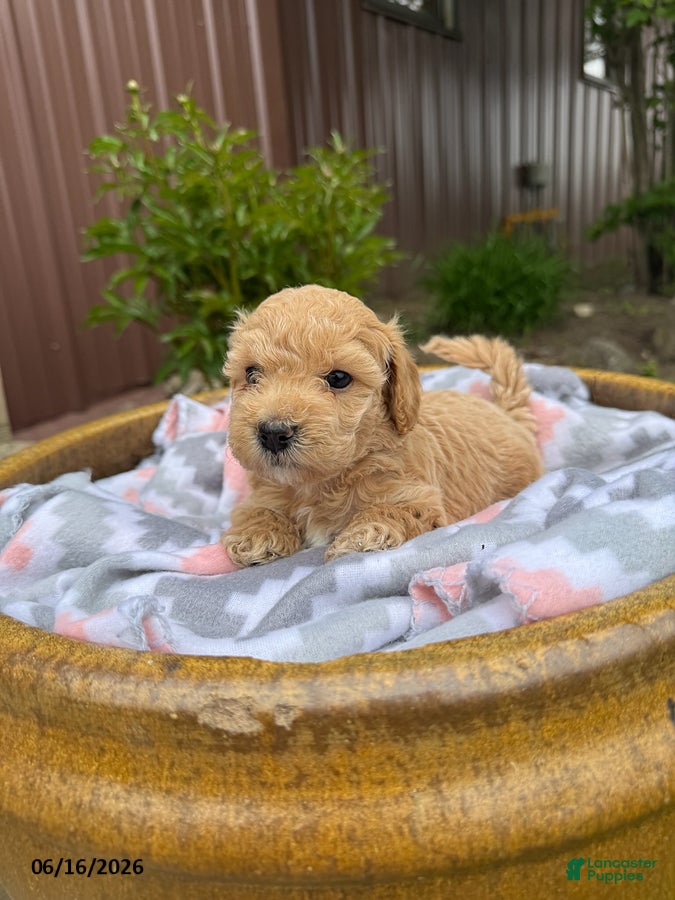 Bichpoo dogs Murphy - Ad 2